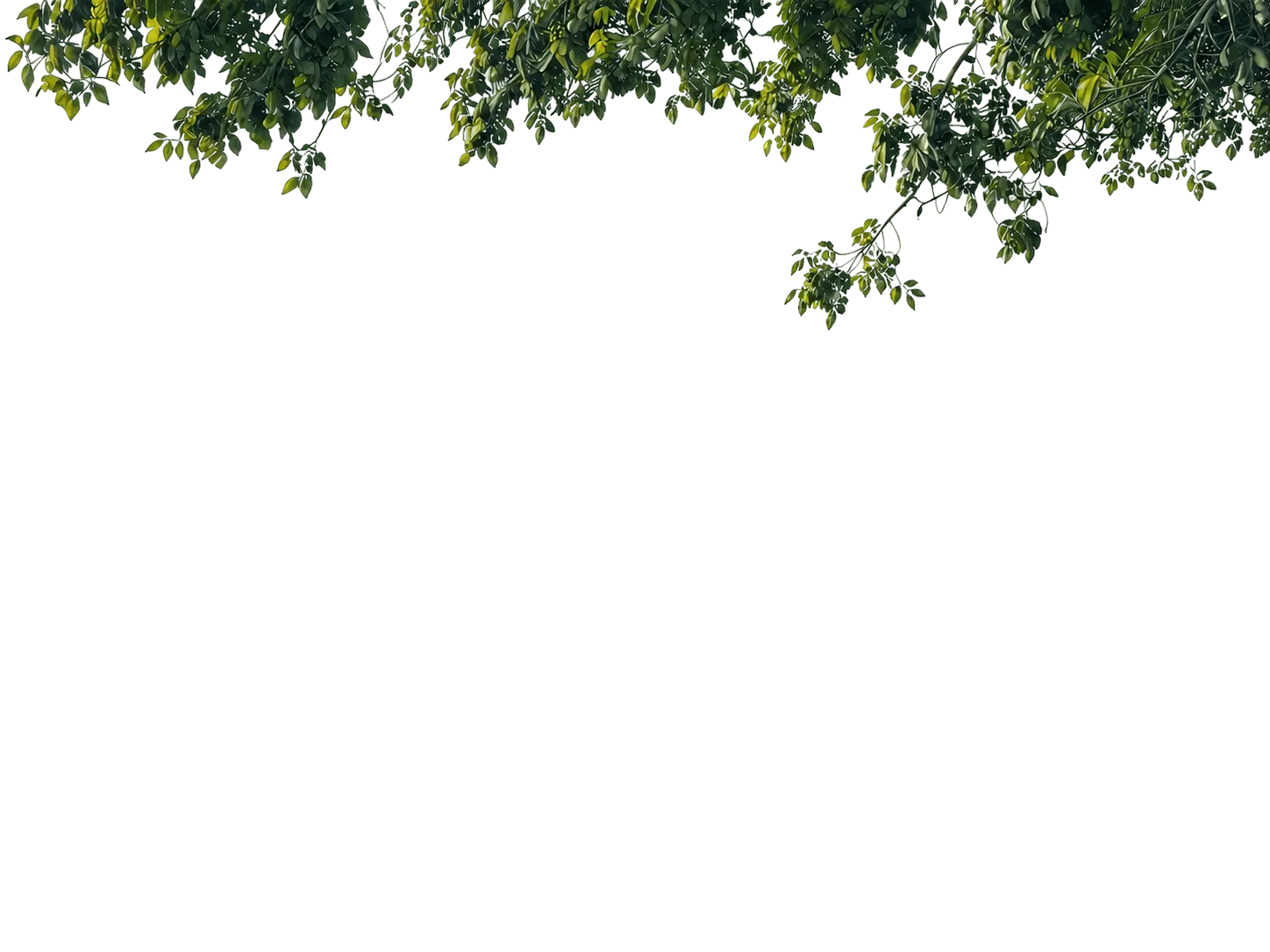 Leaf Layer
